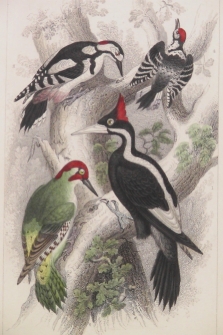 Ivory Billed Woodpecker / Green Woodpecker / Great Spotted Woodpecker / Lesser Spotted Woodpecker ( pájaros carpinteros )