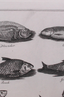 Fishing - Flounder / Chub / Roach / Gudgeon / Eel / Charr / Loach