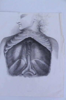 ENGRAVED FROM A DISSECTION MADE BY THE HANDS OF SIR ASTLEY COOPER (Tema: Medicina)